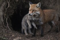 【史上初の記録】キツネが「オオカミの子」を捕食する瞬間を撮影