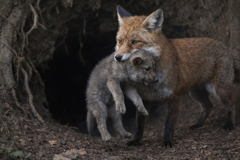 【史上初の記録】キツネが「オオカミの子」を捕食する瞬間を撮影