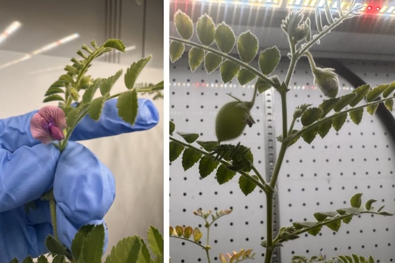 「月の土」模擬物質で栽培したひよこ豆の採取に成功