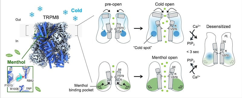 ミントが冷たく感じる本当の理由を解明