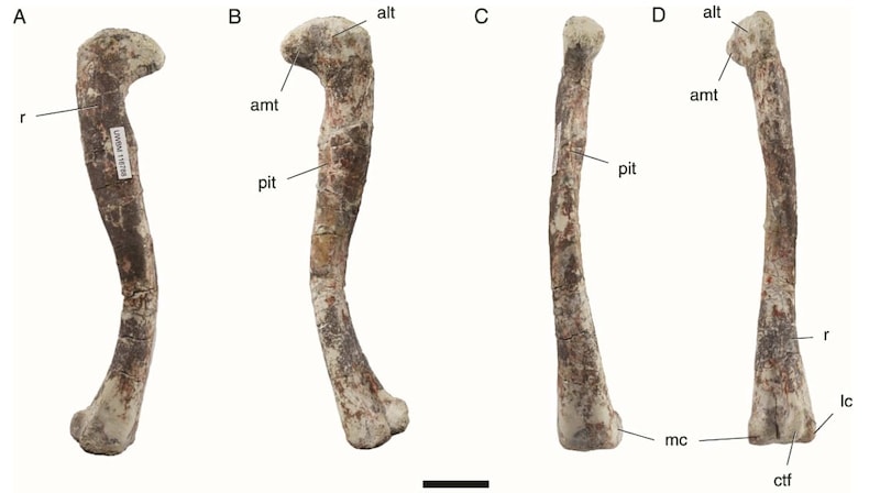 恐竜みたい、でも恐竜じゃない