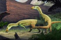 古代のワニは思春期に4足歩行から2足歩行に変化した