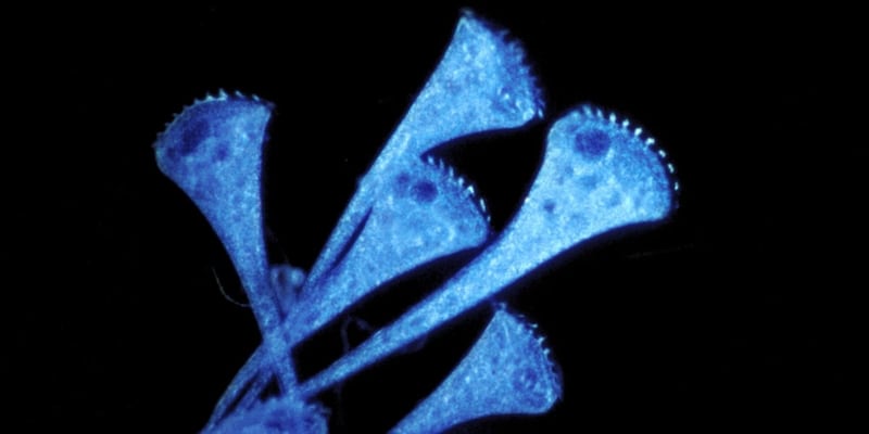 空色のラッパムシの「すみっこ好き」を発見――目も脳もない単細胞の空間把握