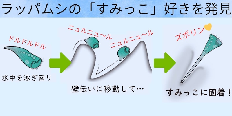 空色のラッパムシの「すみっこ好き」を発見――目も脳もない単細胞の空間把握