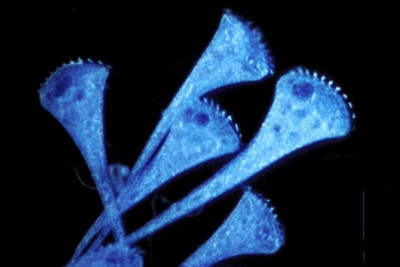 空色のラッパムシの「すみっこ好き」を発見――目も脳もない単細胞の空間把握