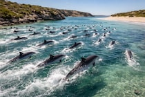 イルカ大量座礁事件の裏にいた真犯人は「ヤツ」だった