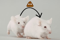 老マウスの「うんち」は若いマウスの生殖能力を高める