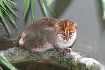 ”水かき”をもつ「絶滅危惧種」猫、タイで30年ぶりに再発見