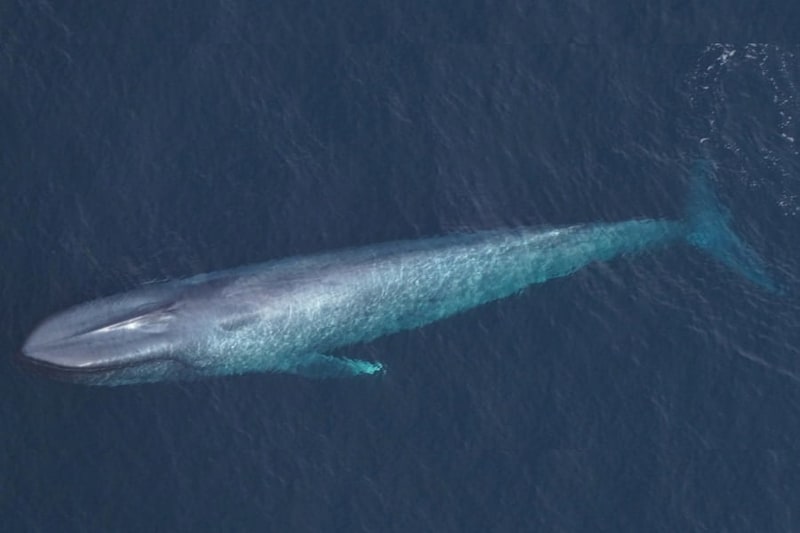 遭遇困難な「海の王者・シロナガスクジラ」、わずか24時間で3頭を目撃