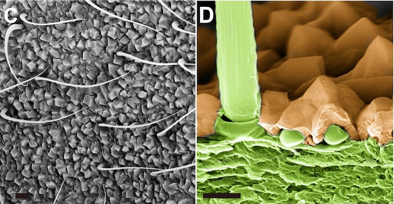 アリの鎧が教えてくれること