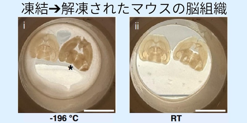 凍結➔解凍でも脳はまだ『学習』の仕組みを保っていた