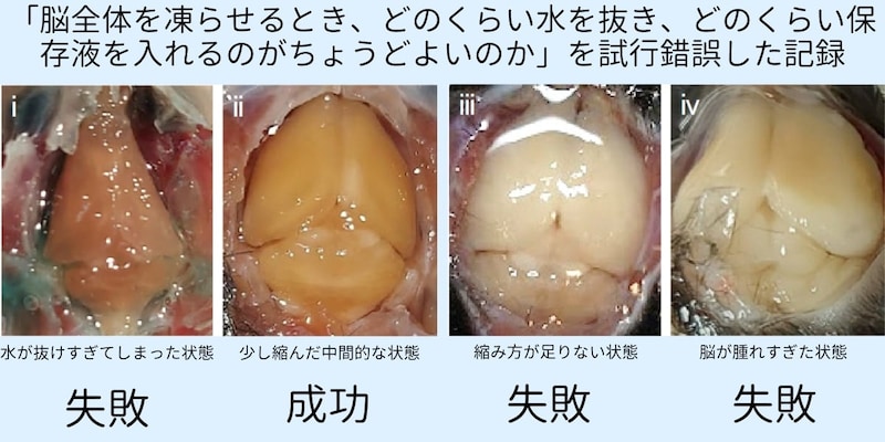 マウス脳全体を凍結➔解凍させてみた