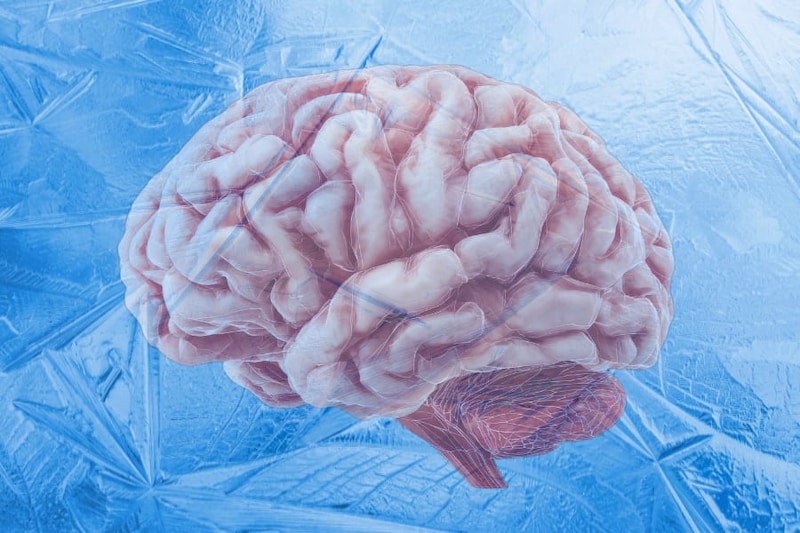 冷凍保存されたマウス脳の電気活動を再起動させることに成功