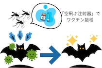 蚊を「空飛ぶ注射器」にして、コウモリにワクチンを投与するアイデア