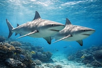 オオメジロザメは「メスの友達」を作ると判明、なぜ「メス」なのか？