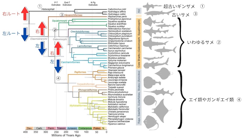 サメの進化の系譜