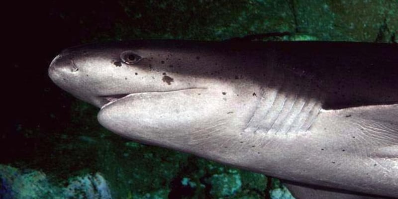 「サメ」という箱は進化的に幻想だった