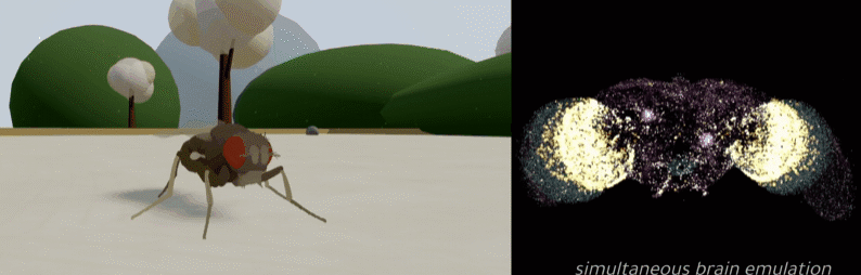 ハエの全脳エミュレーションを達成！　生命のデジタル化が「現実」へ大きく前進