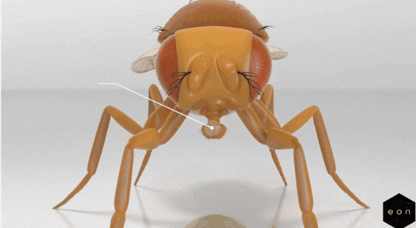 ハエの全脳エミュレーションを達成! 生命のデジタル化が「現実」へ大きく前進