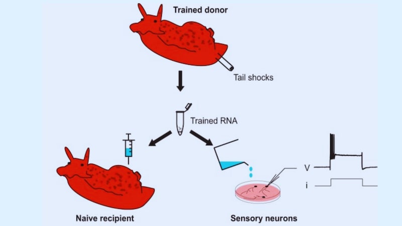 記憶は注射できるのか? アメフラシが見せた衝撃