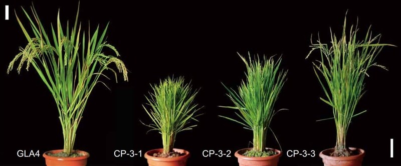 稲を若返らせる遺伝子の秘密