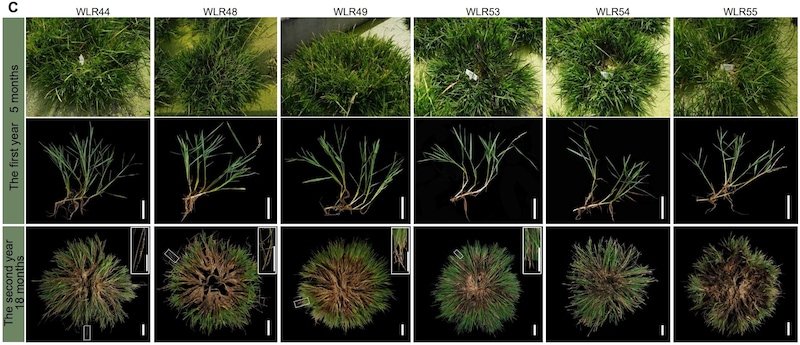 新たに作られたイネは超モッサリして雑草のような生命力があります