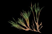 「米は毎年植え替えるもの」は変わるかもしれない――稲の多年生化への鍵を発見