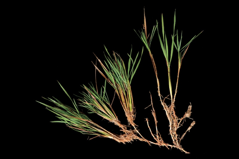 「米は毎年植え替えるもの」は変わるかもしれない――稲の多年生化への鍵を発見