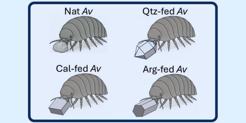 ダンゴムシは食べた鉱石をどうしているのか?