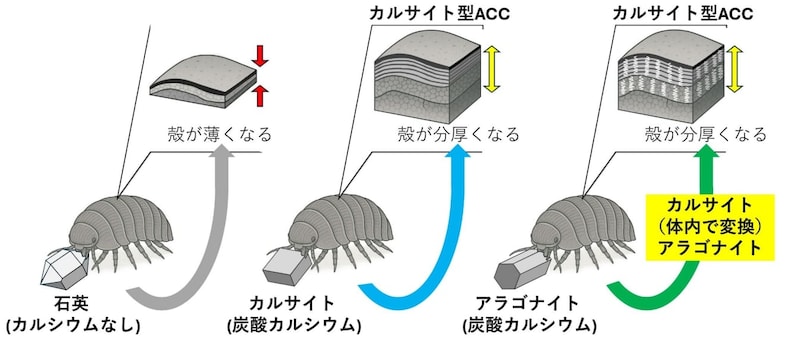 ダンゴムシは食べた鉱石を作り変えて鎧にする