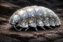 ダンゴムシは食べた鉱物を分子レベルで作り変えて装甲にしていた