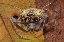 クモを殺す「ゾンビ化菌の苗床」のふりをする新種クモを発見