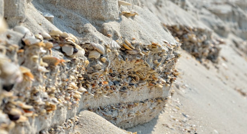 地表だけでなく地下も貝殻が含まれている