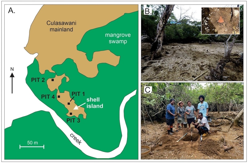 なぜこんなに多くの貝があるのか?