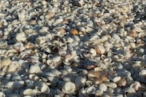 ほぼ全てが貝塚で覆われた3000平方メートルの島を発見