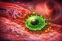 妊娠中にのみ現れる「ニュータイプの細胞」を発見ーー研究者「誰も何なのか知らない」
