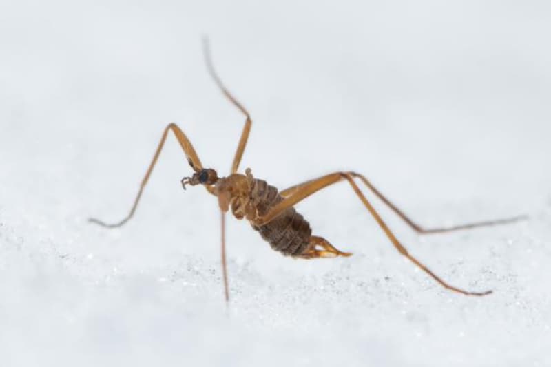 昆虫なのに「自分で熱を作って」マイナス6度の雪原で生きるハエがいると判明