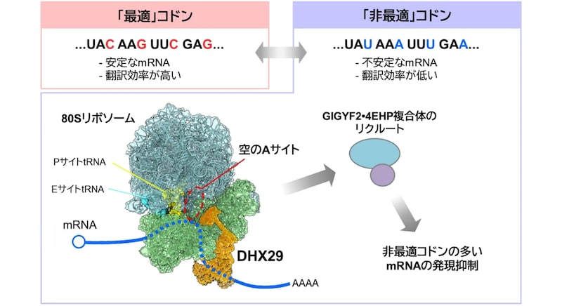 「DNAには第2のコード」が存在すると判明――遺伝子を密かに黙らせる隠し指令機構の正体