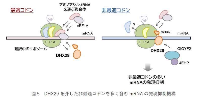 「DNAには第2のコード」が存在すると判明――遺伝子を密かに黙らせる隠し指令機構の正体
