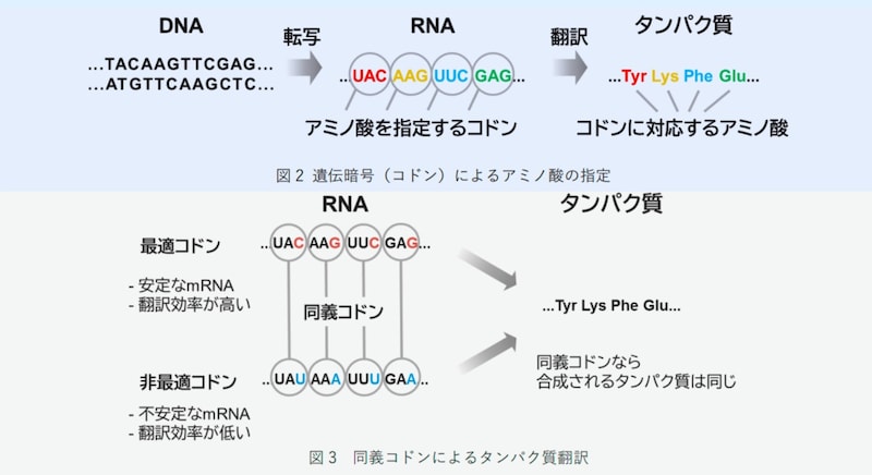 「DNAには第2のコード」が存在すると判明――遺伝子を密かに黙らせる隠し指令機構の正体
