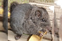 1100万年前に絶滅したはずの齧歯類ーーラオスの森で生き残っていた