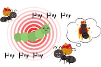 アリを騙して「女王扱いさせる」蝶の幼虫、秘密は”リズム”だった