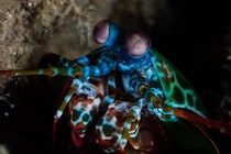 「シャコの目」にヒントを得たカメラ、手術中に隠れた癌を発見できる