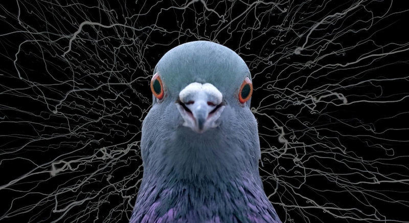 ハトは楽園実験でカオスを生成していた――「ご褒美が確実」でも違う答えを試し続ける