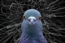 ハトは楽園実験でカオスを生成していた――「ご褒美が確実」でも違う答えを試し続ける