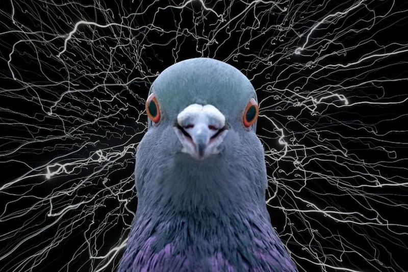 ハトは楽園実験でカオスを生成していた――「ご褒美が確実」でも違う答えを試し続ける