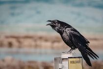 なぜカラスは真っ黒なのかーー科学的な秘密をついに解明