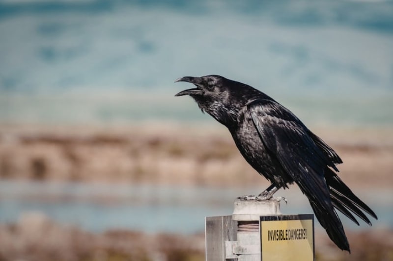 なぜカラスは真っ黒なのかーー科学的な秘密をついに解明