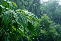 植物は「雨の音を理解している」と判明ーー雨の音を聴かせると驚きの変化が