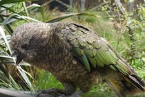 クチバシを失ったオウム、群れで全勝の”絶対王者”となる